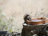 DSC2966  Daman des rochers - Procavia capensis