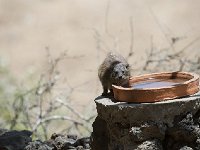 DSC2967  Daman des rochers - Procavia capensis