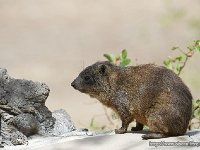 DSC2969  Daman des rochers - Procavia capensis
