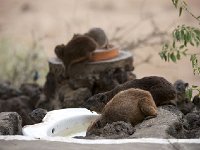 DSC2975  Daman des rochers - Procavia capensis