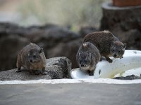 DSC2992  Daman des rochers - Procavia capensis