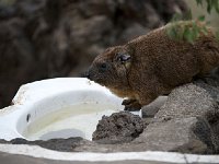DSC2997  Daman des rochers - Procavia capensis