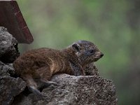 DSC2999  Daman des rochers - Procavia capensis