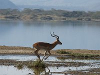 DSC2908  Gazelle de Grant - Gazella granti
