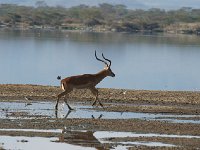 DSC2909  Gazelle de Grant - Gazella granti
