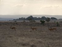 DSC3012  Impala - Aepyceros melampus
