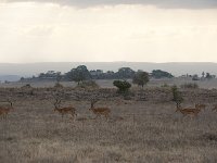 DSC3014  Impala - Aepyceros melampus
