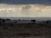 DSC3015-2  Impala - Aepyceros melampus