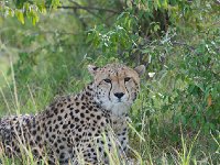 DSC3322  Guépard - Acinonyx jubatus
