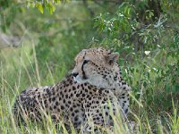 DSC3323  Guépard - Acinonyx jubatus