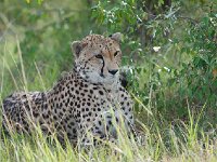 DSC3325  Guépard - Acinonyx jubatus