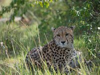 DSC3330  Guépard - Acinonyx jubatus