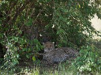 DSC3334  Guépard - Acinonyx jubatus