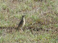 DSC3317  Pipit africain - Anthus cinnamomeus
