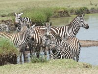 DSC3417  Zèbres des plaines - Equus quagga