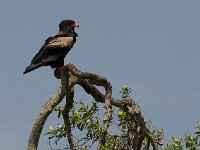 DSC3678  Bateleur des savanes - Terathopius ecaudatus