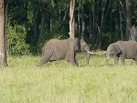 DSC3542  Eléphant de savane d'Afrique - Loxodonta africana