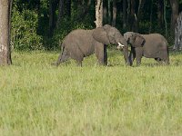 DSC3543  Eléphant de savane d'Afrique - Loxodonta africana