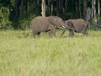 DSC3544  Eléphant de savane d'Afrique - Loxodonta africana