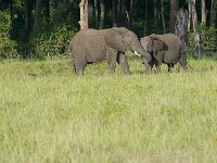 DSC3545  Eléphant de savane d'Afrique - Loxodonta africana