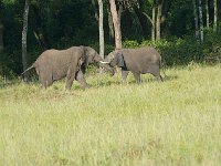 DSC3551  Eléphant de savane d'Afrique - Loxodonta africana