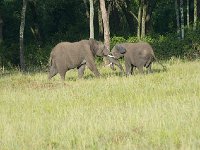 DSC3552  Eléphant de savane d'Afrique - Loxodonta africana