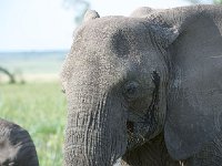 DSC3868  Eléphant de savane d'Afrique - Loxodonta africana