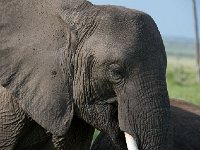DSC3871  Eléphant de savane d'Afrique - Loxodonta africana