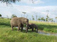 DSC4113  Eléphant de savane d'Afrique - Loxodonta africana