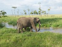DSC4114  Eléphant de savane d'Afrique - Loxodonta africana