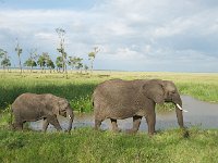 DSC4116  Eléphant de savane d'Afrique - Loxodonta africana