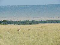DSC3593  Gazelle de Thomson - Gazella thomsonii