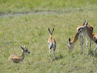 DSC3661  Gazelle de Thomson - Gazella thomsonii
