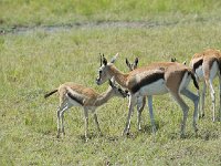 DSC3662  Gazelle de Thomson - Gazella thomsonii