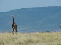 DSC3648  Girafe massaï - Giraffa camelopardalis tippelskirchi