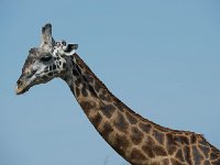 DSC3651  Girafe massaï - Giraffa camelopardalis tippelskirchi