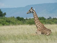 DSC3654  Girafe massaï - Giraffa camelopardalis tippelskirchi