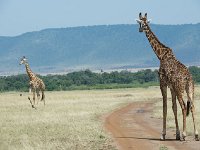 DSC3656  Girafe massaï - Giraffa camelopardalis tippelskirchi