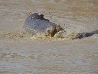 DSC3639  Hippopotame amphibie - Hippopotamus amphibius