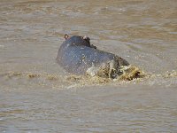 DSC3642  Hippopotame amphibie - Hippopotamus amphibius