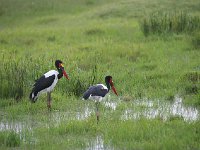 DSC3897  Jabiru d'Afrique - Ephippiorhynchus senegalensis