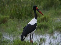 DSC3898  Jabiru d'Afrique - Ephippiorhynchus senegalensis