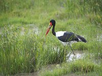 DSC3899  Jabiru d'Afrique - Ephippiorhynchus senegalensis