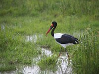 DSC3902  Jabiru d'Afrique - Ephippiorhynchus senegalensis
