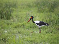 DSC3904  Jabiru d'Afrique - Ephippiorhynchus senegalensis