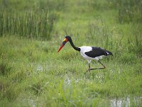 DSC3905  Jabiru d'Afrique - Ephippiorhynchus senegalensis