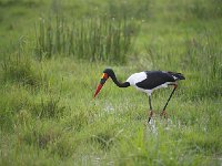 DSC3906  Jabiru d'Afrique - Ephippiorhynchus senegalensis