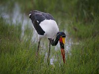 DSC3910  Jabiru d'Afrique - Ephippiorhynchus senegalensis