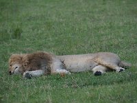DSC3885  Lion - Panthera leo