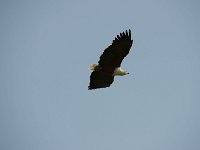 DSC3849  Pygargue vocifère - Haliaeetus vocifer